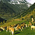 Spain, Andorran Sheep 1