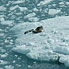 Alaska: Seal On Ice