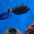 San Diego: Aquarium