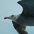 San Diego: Friendly Gull