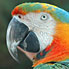 San Diego: Parrot